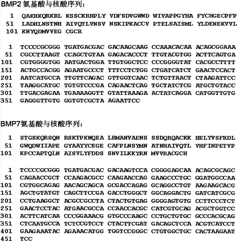 Method for expressing recombinant human bone morphogenetic protein in insect cell