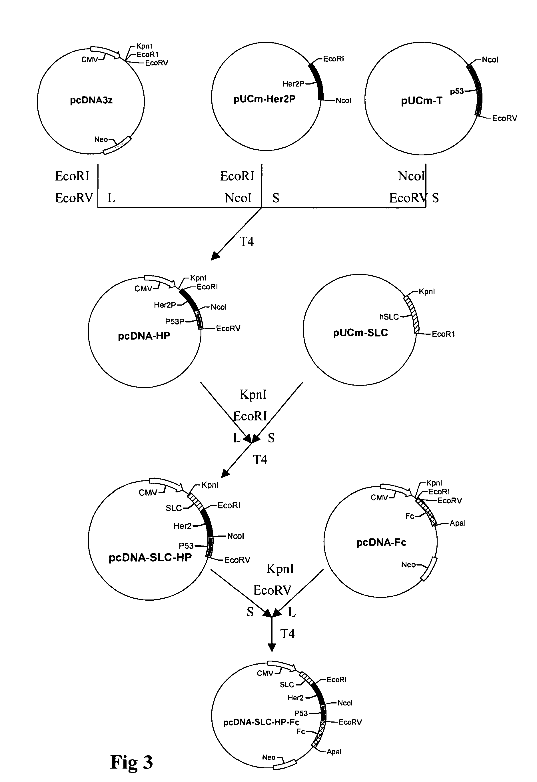 Recombinant chemokine-antigen vaccine