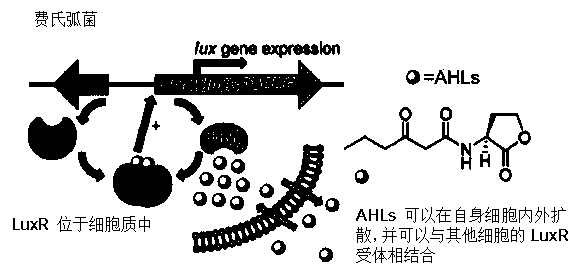 A method for rapid screening of bacterial quorum sensing inhibitors using suicide genes