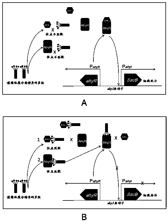 A method for rapid screening of bacterial quorum sensing inhibitors using suicide genes