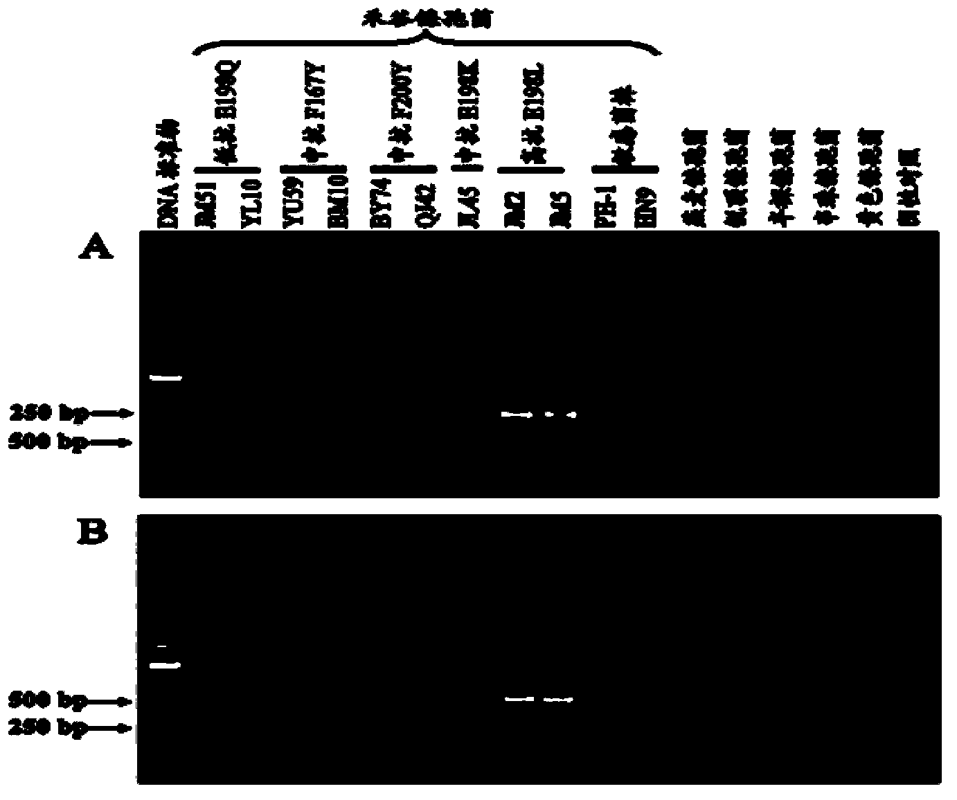 Primer and method for detecting fusarium graminearum with high resistance to carbendazim