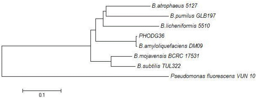 Bacillus amyloliquefaciens with inorganic phosphorus degrading and bacteria restraining effects and bacterial agent thereof