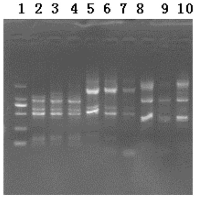 Genes related to drug resistance of snakehead intestines and their applications