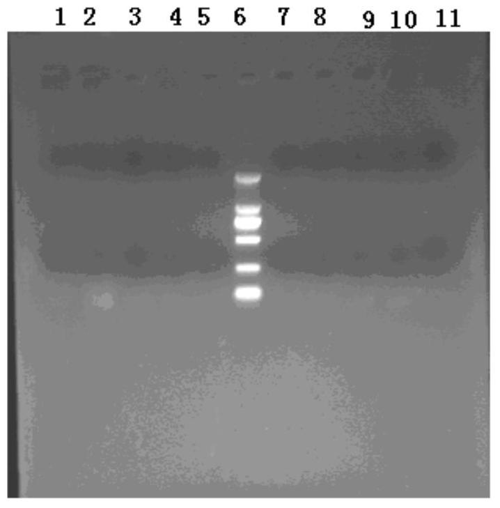 Genes related to drug resistance of snakehead intestines and their applications