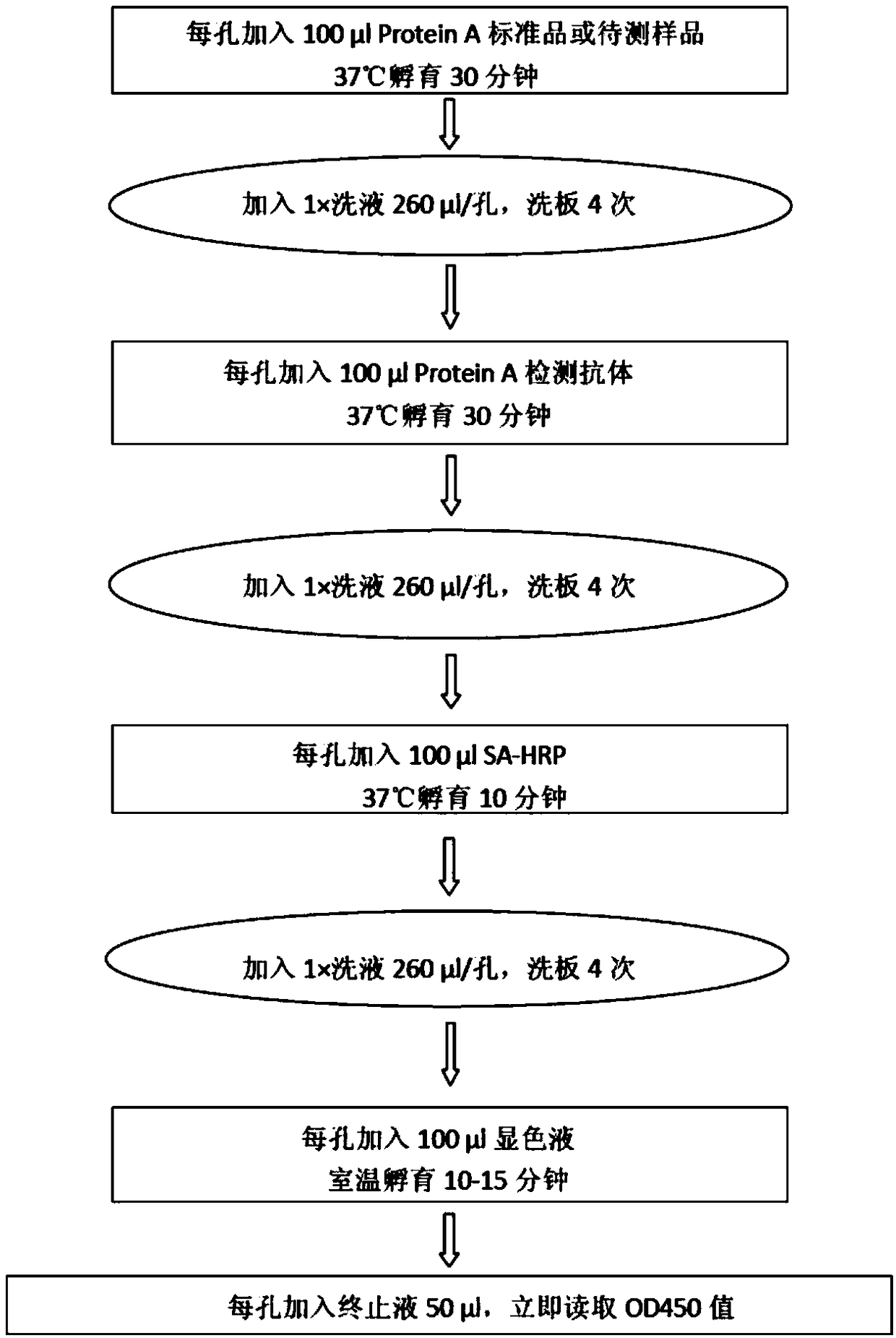 Poly-clonal antibody for specifically identifying protein A, as well as preparation method and application thereof