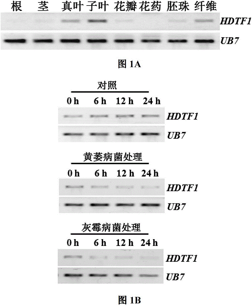 Cotton homologous structure field transcription factor gene GbHDTF1 and and application thereof