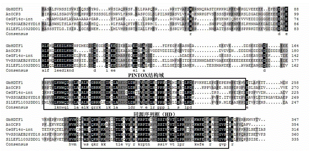 Cotton homologous structure field transcription factor gene GbHDTF1 and and application thereof