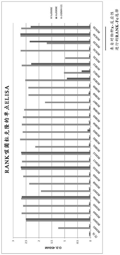 Rank antagonists and uses therefor