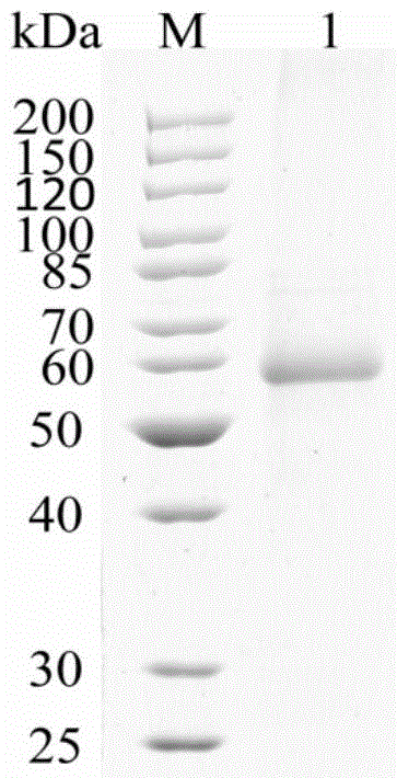 Moniliophthora perniciosa laccase and engineering bacteria, recombinant laccase as well as application thereof