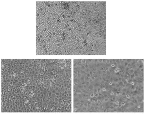 Culture method and application of duck intestine epithelial cells