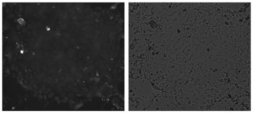 Culture method and application of duck intestine epithelial cells