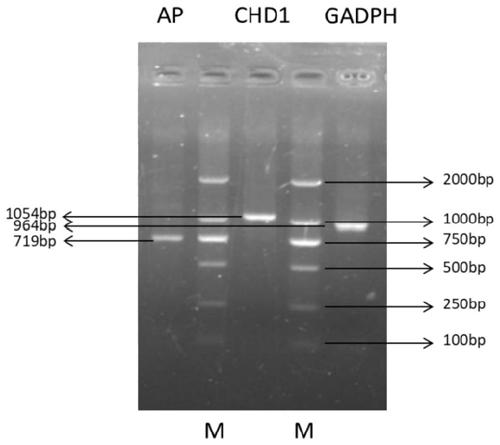 Culture method and application of duck intestine epithelial cells