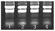 Gene dvrpt1 with salt tolerance function, its encoded protein and its application
