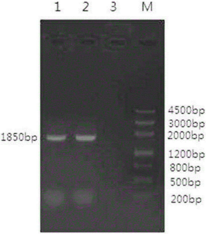 K sub-group ALV (avian leukosis virus) fluorescent quantitation RT-PCR (reverse transcription-polymerase chain reaction) detection primer group and kit