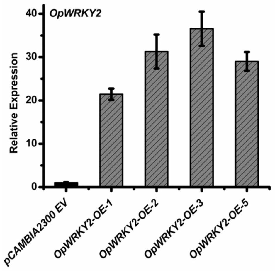 Coding sequence of opwrky2 transcription factor of snakeroot brevis and its application