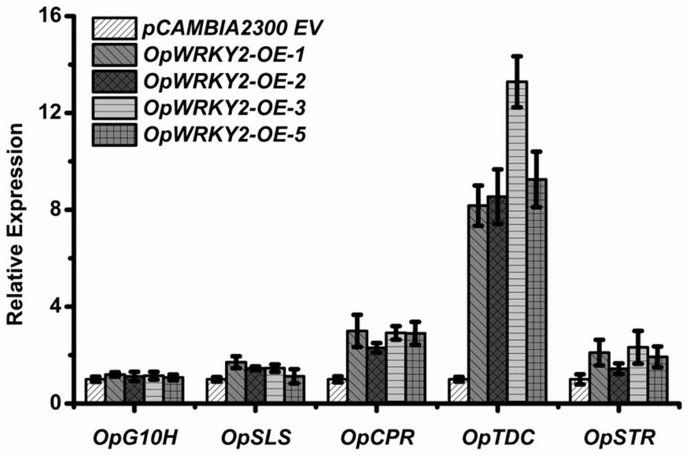 Coding sequence of opwrky2 transcription factor of snakeroot brevis and its application