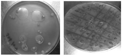 Application of saccharomyces cerevisiae ST26-22 subjected to space-induced mutation in beer brewing