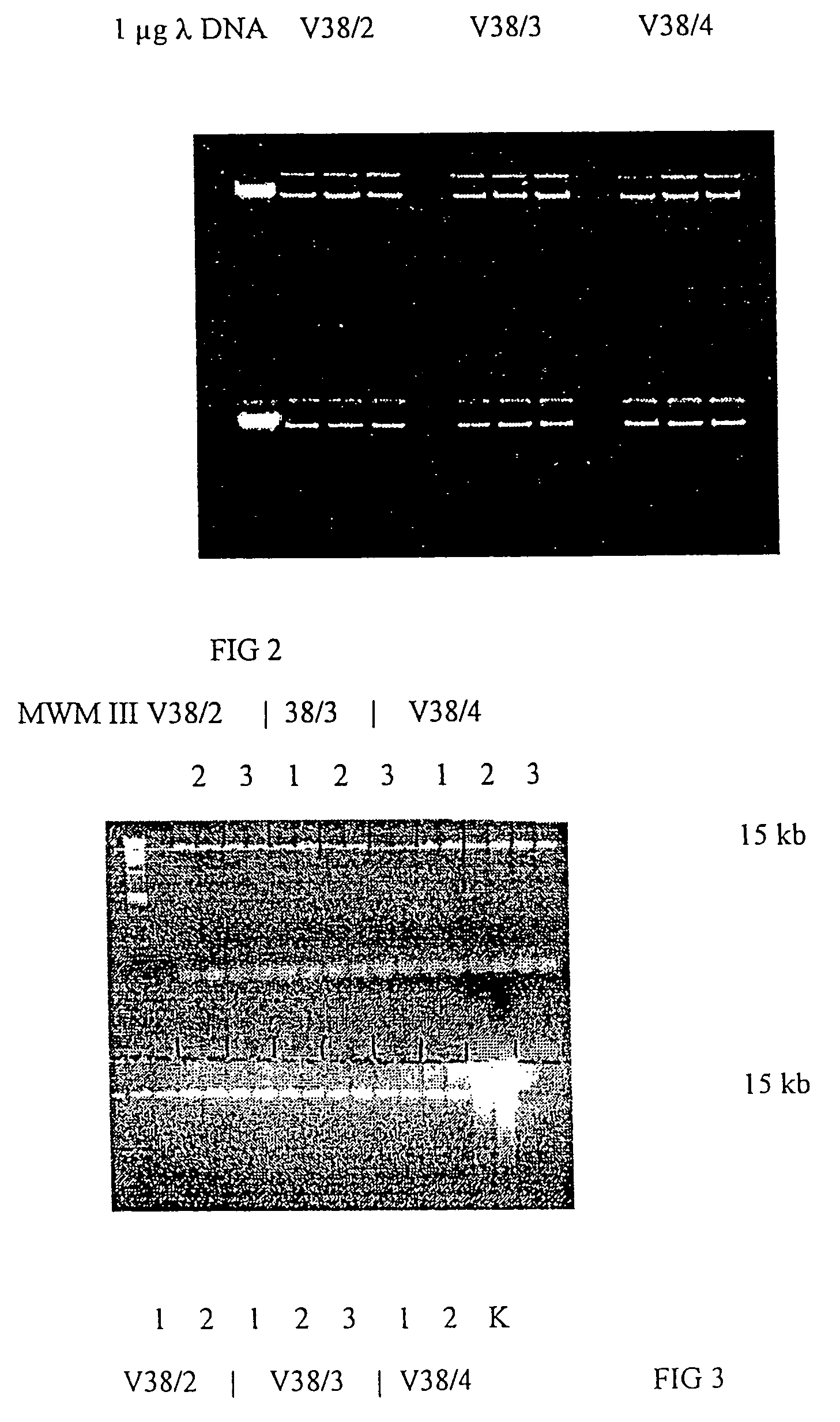 Method for separating biological material from a fluid using magnetic particles