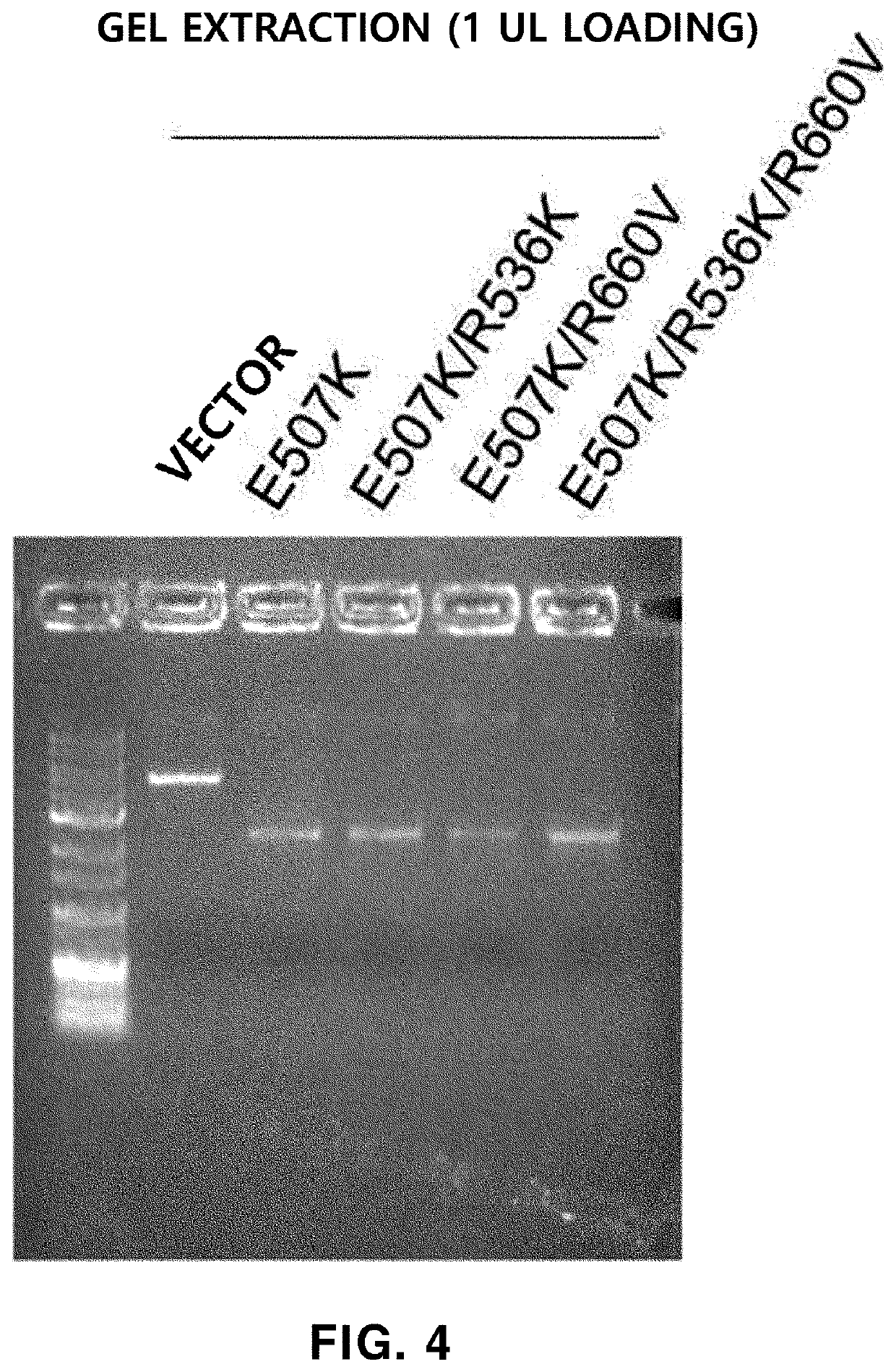DNA polymerase with increased gene mutation specificty and PCR buffer composition for increasing activity thereof