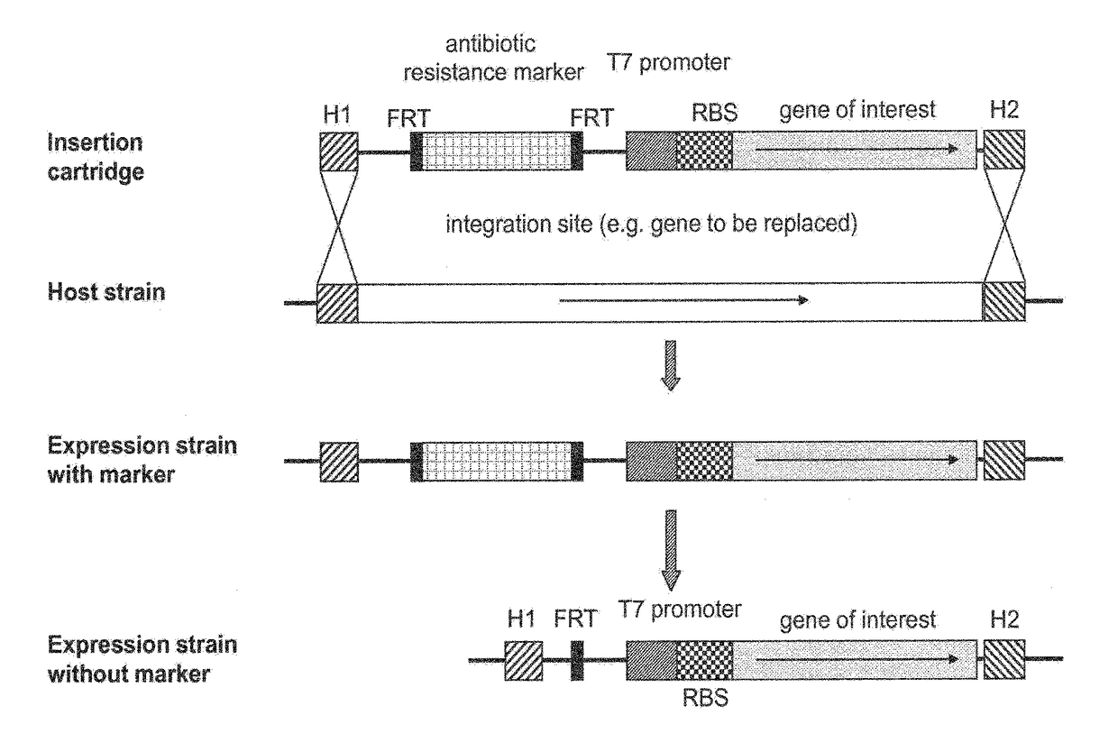 Method for producing a recombinant protein on a manufacturing scale