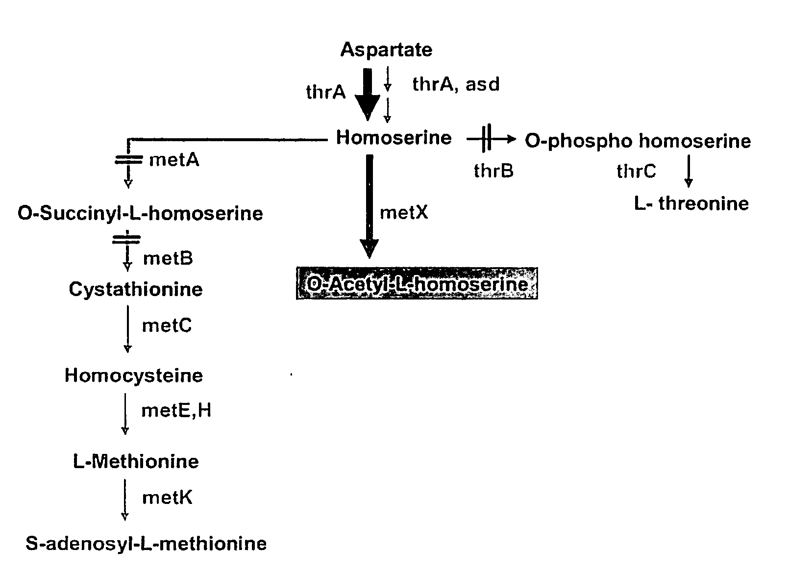 Microorganism producing l-methionine precursor and the method of producing l-methionine precursor using the microorganism