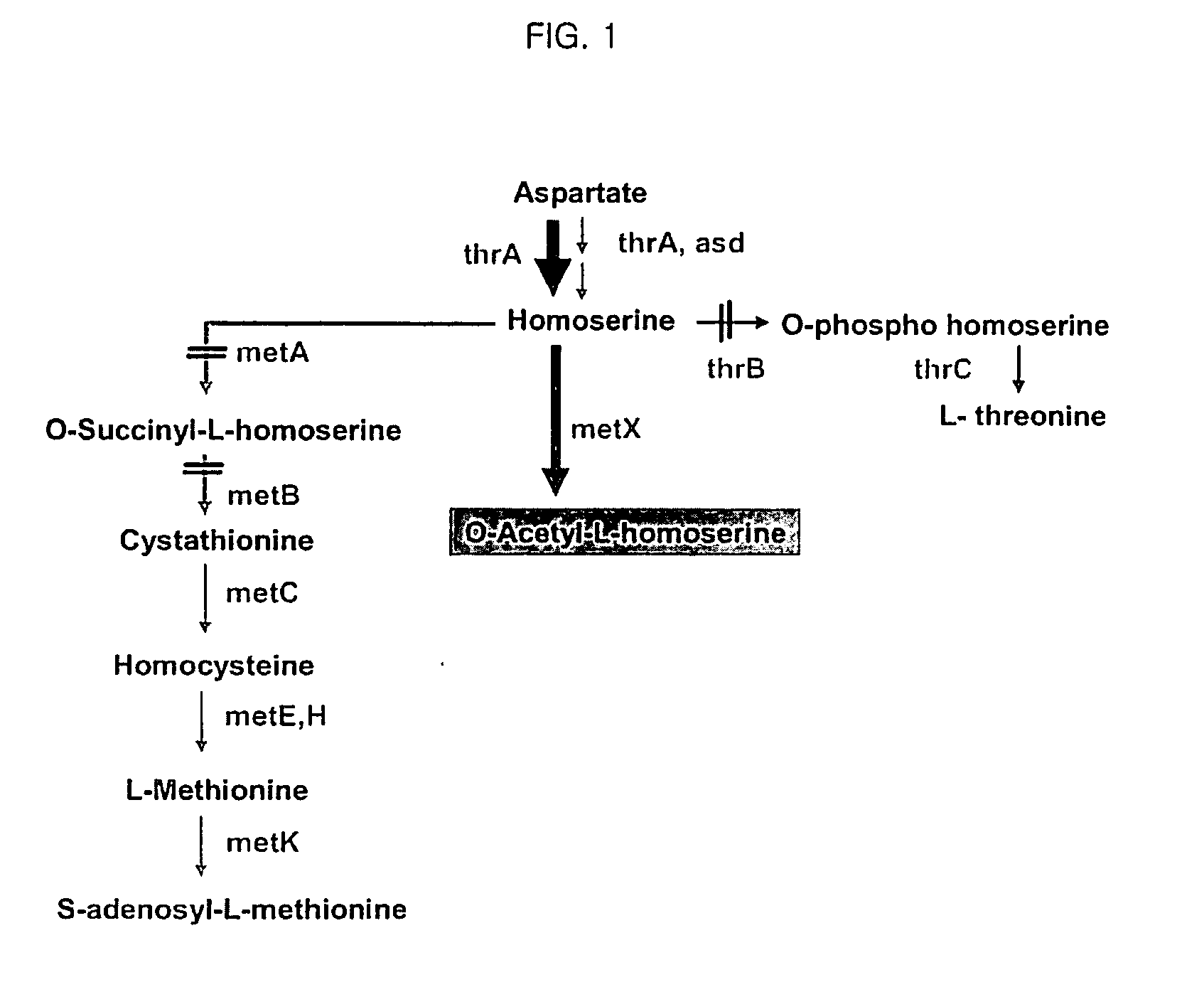 Microorganism producing l-methionine precursor and the method of producing l-methionine precursor using the microorganism