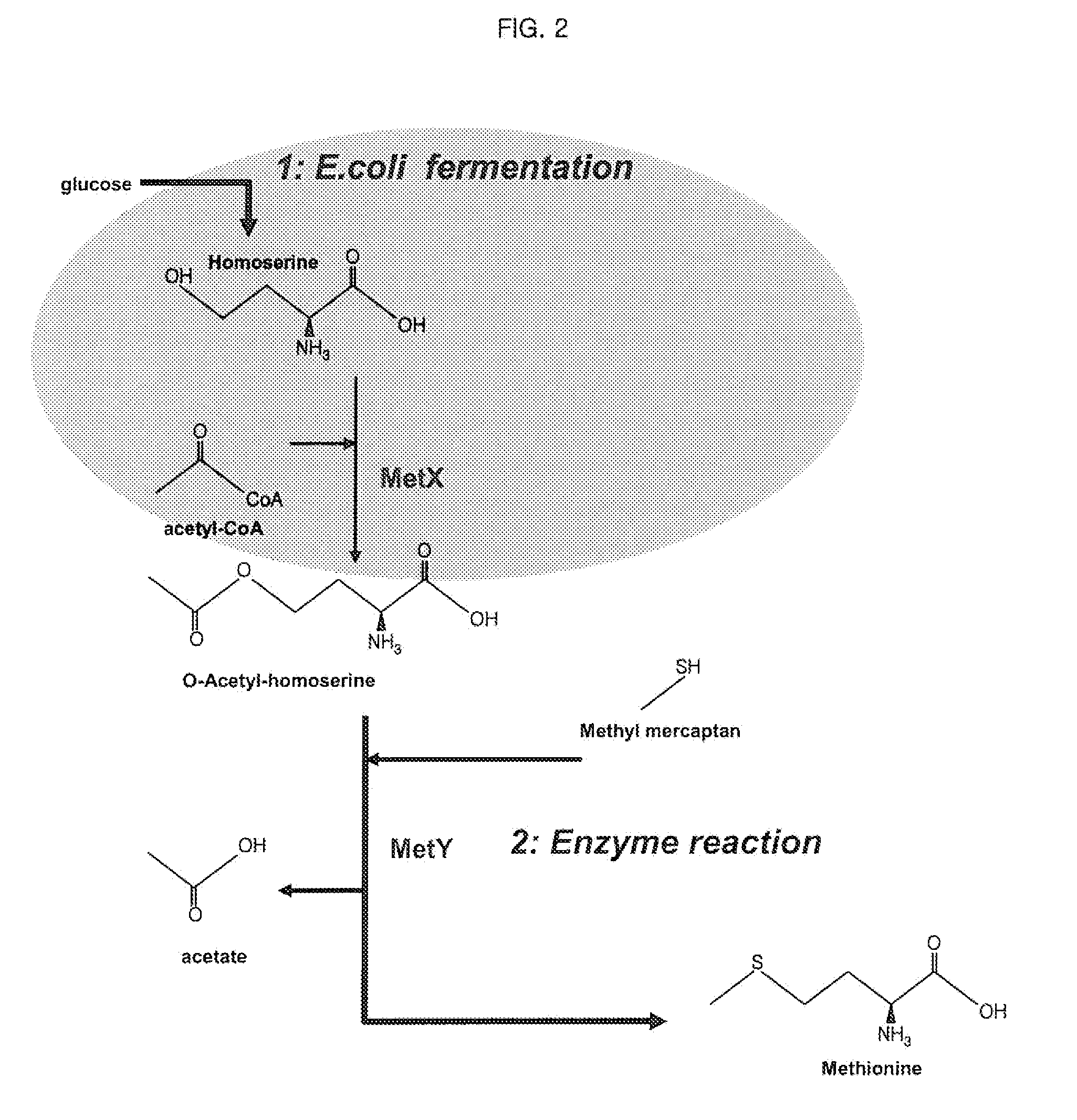 Microorganism producing l-methionine precursor and the method of producing l-methionine precursor using the microorganism