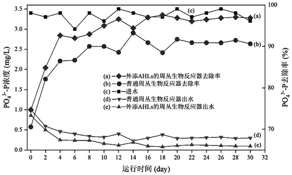 Ahls-like quorum-sensing signal molecules stimulate periplexus organisms to enhance phosphorus removal method and biological phosphorus removal system