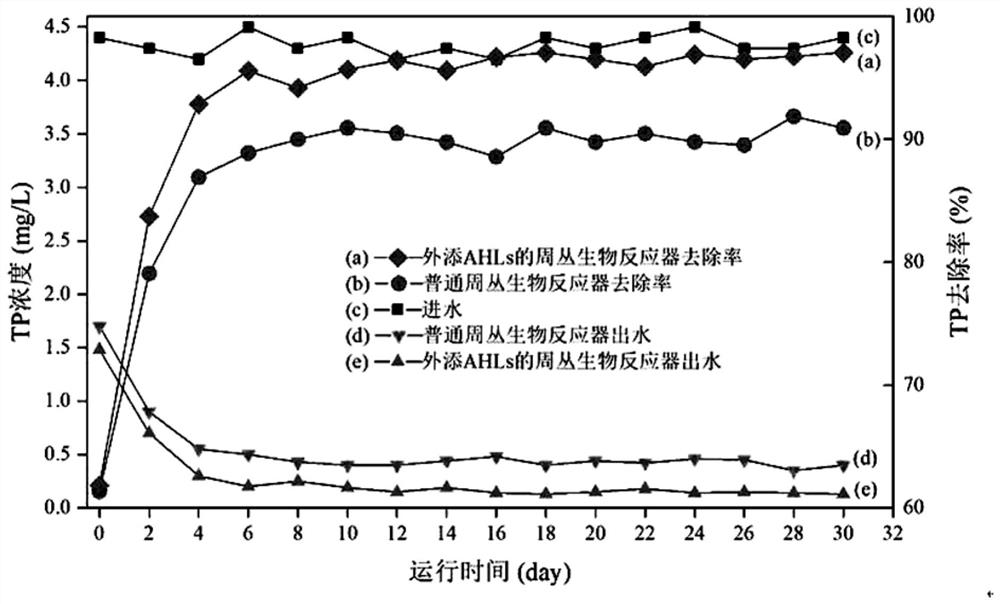 Ahls-like quorum-sensing signal molecules stimulate periplexus organisms to enhance phosphorus removal method and biological phosphorus removal system