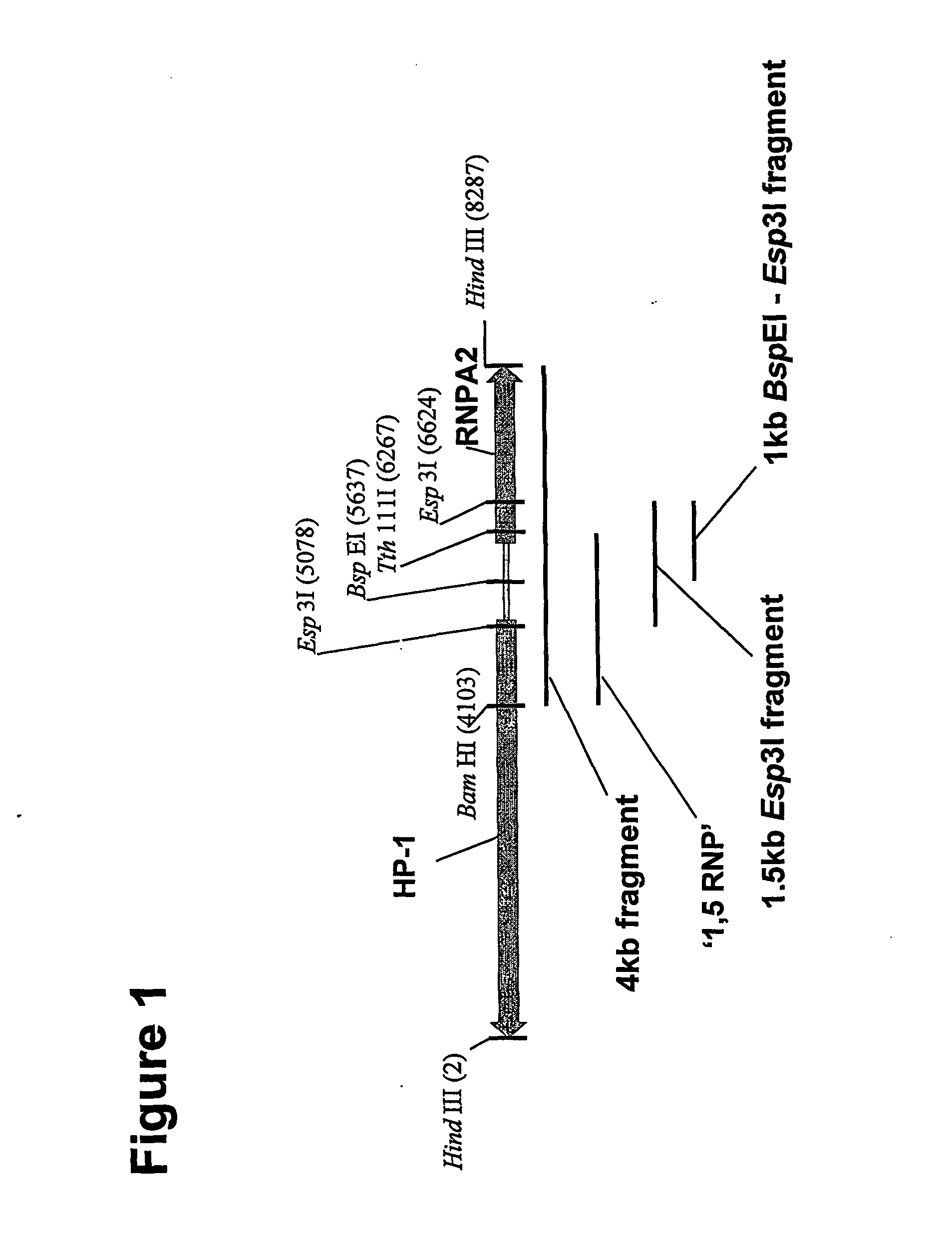 Expression Elements