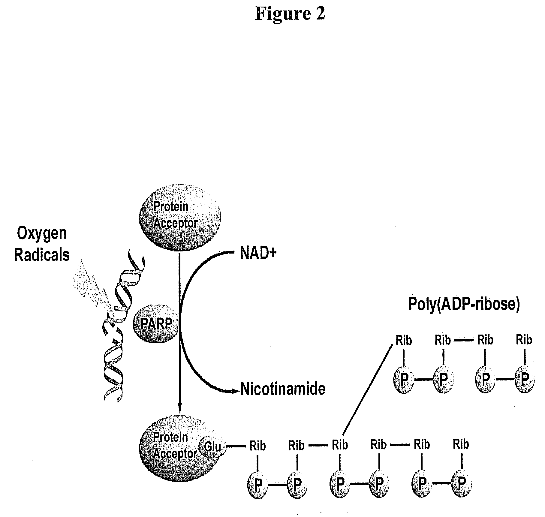 Compositions and Methods for Treating Necrotizing Enterocolitis