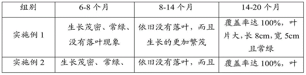 Breeding method for evergreen broadleaved green plant