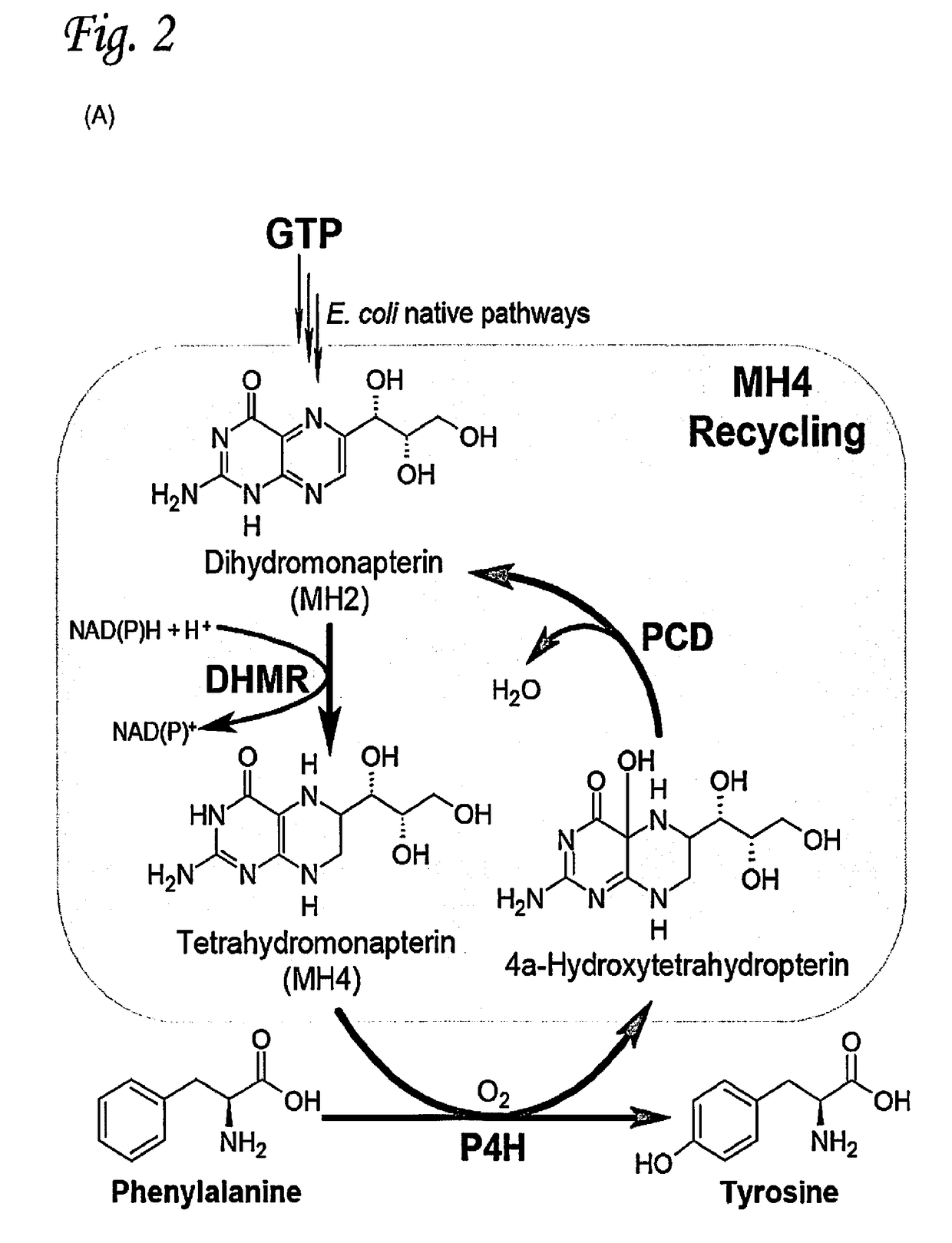 Microbial approach for the production of 5-hydroxytryptophan