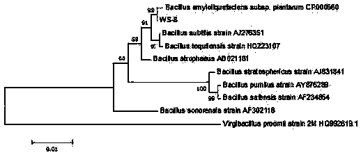 A kind of bacillus amyloliquefaciens ws-8 and its application