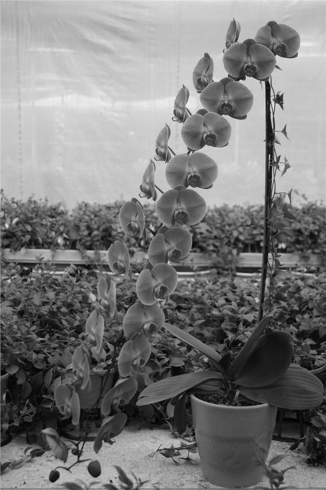 Cultivating and modeling method for large flower type phalaenopsis amabilis with overlong symmetrical inflorescences