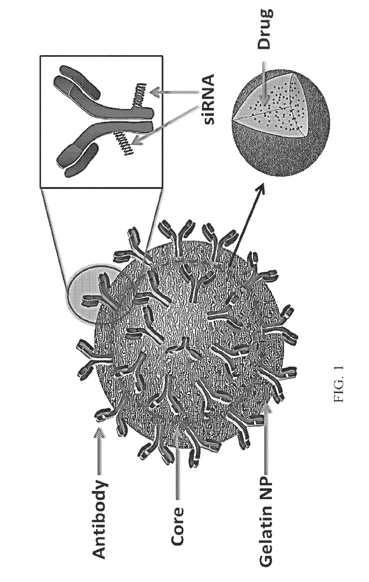 Targeted nanoparticle conjugate and method for co-delivery of sirna and drug