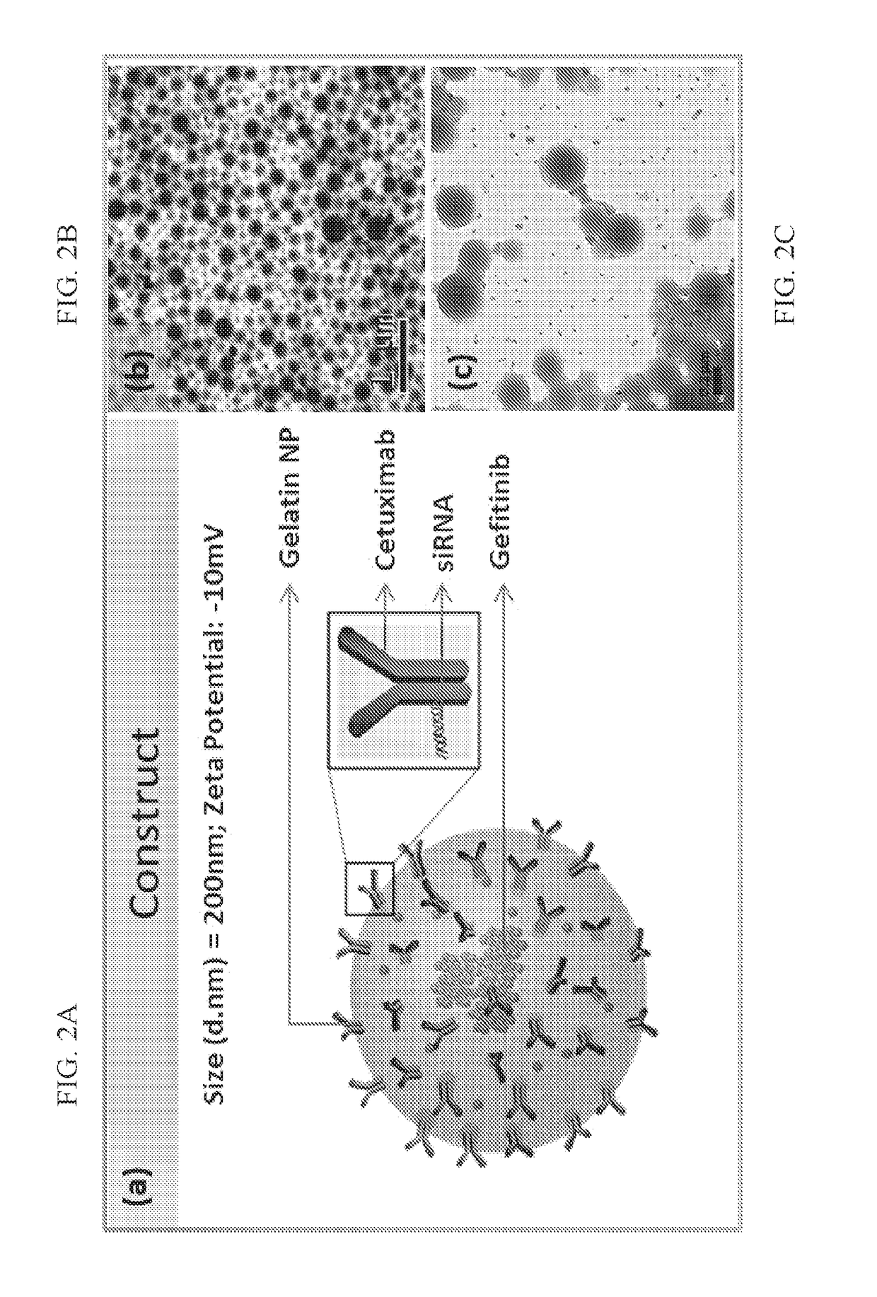 Targeted nanoparticle conjugate and method for co-delivery of sirna and drug