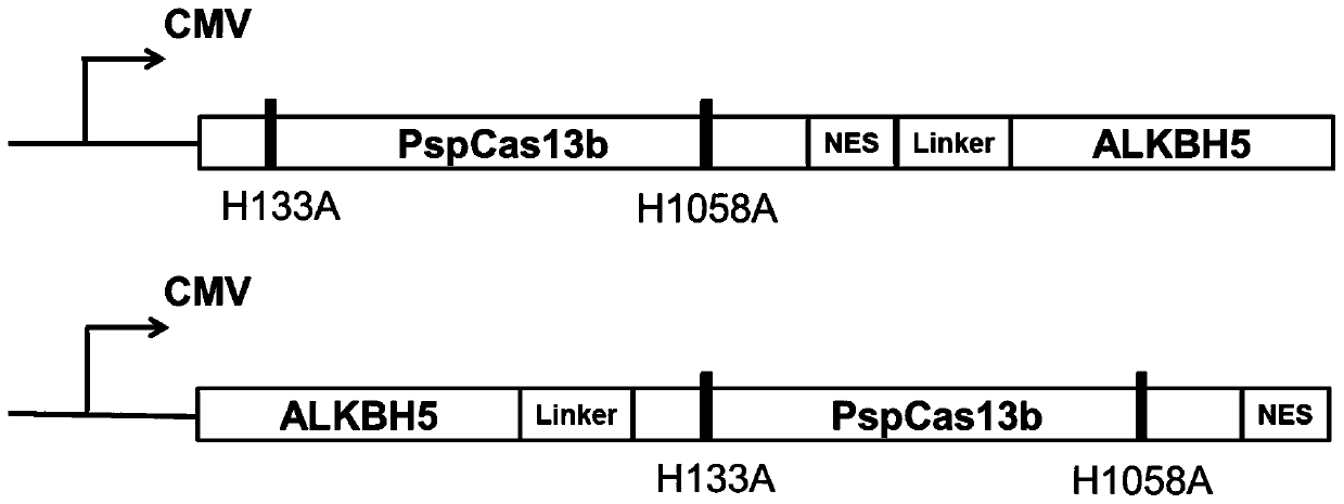PspCas13b-Alkbh5 single gene specific m6A modification editing method