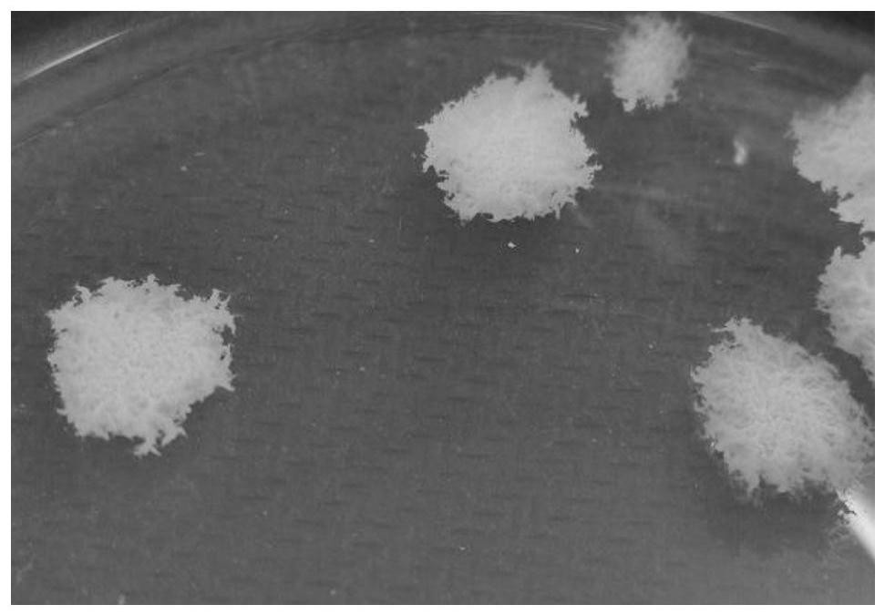 A strain of Bacillus licheniformis scu-e and its application