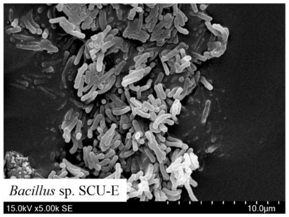 A strain of Bacillus licheniformis scu-e and its application