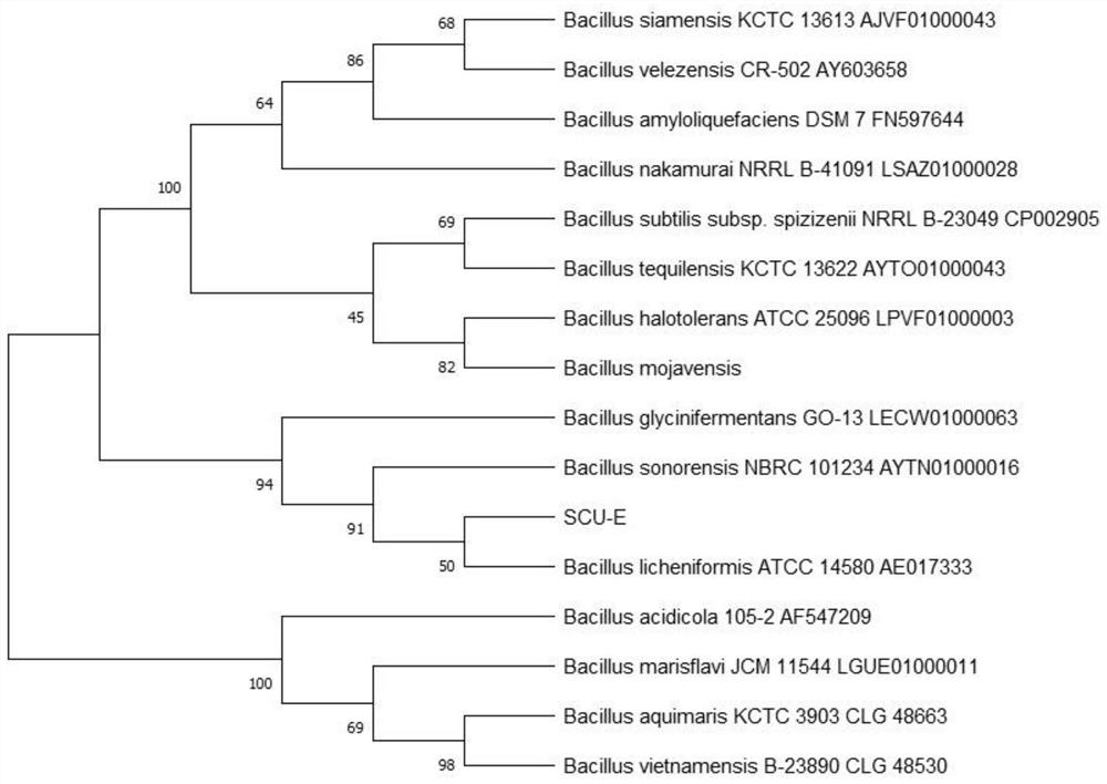 A strain of Bacillus licheniformis scu-e and its application