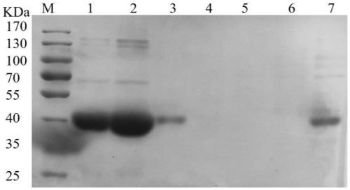 Whole-cell catalyst containing phenylpyruvic acid decarboxylase mutant and application to production of phenethyl alcohol