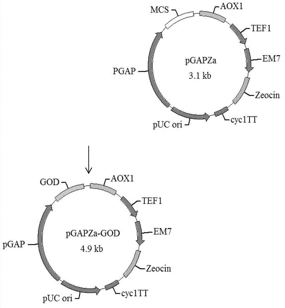 Engineered yeasts producing glucose oxidase and construction method and use thereof