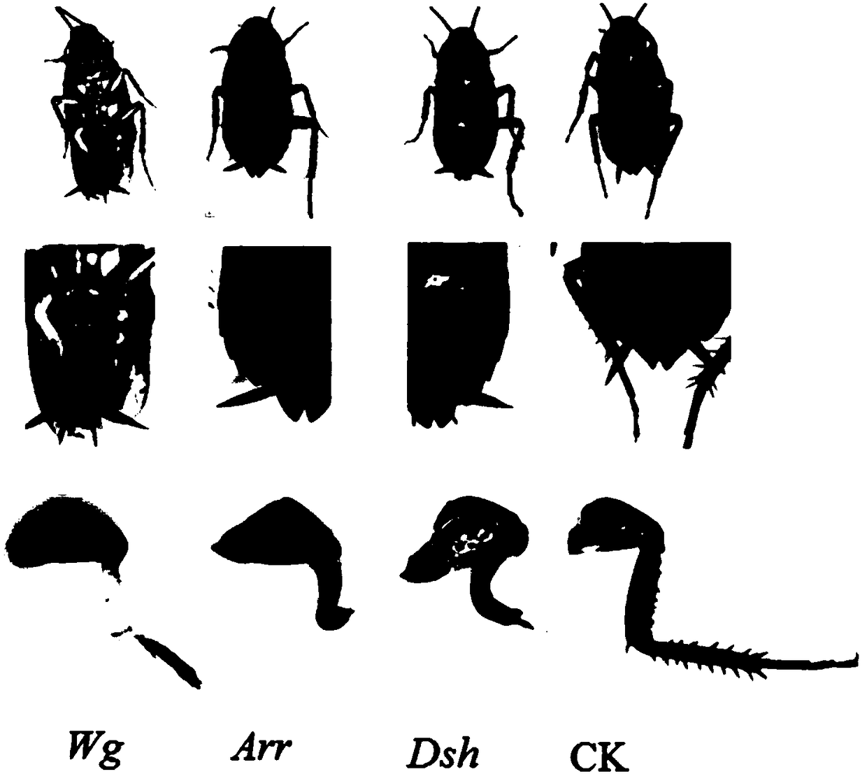 Wingless signal channel genes related with regeneration of severed limbs of American cockroach and applications of dsRNA of same