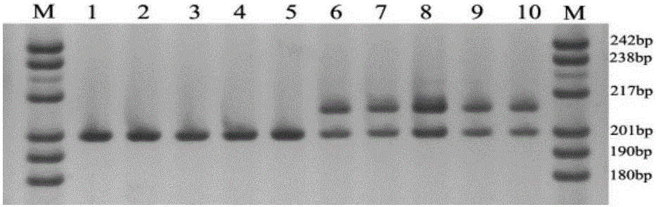 Primers for identifying tapisicia sinensis gender and application thereof