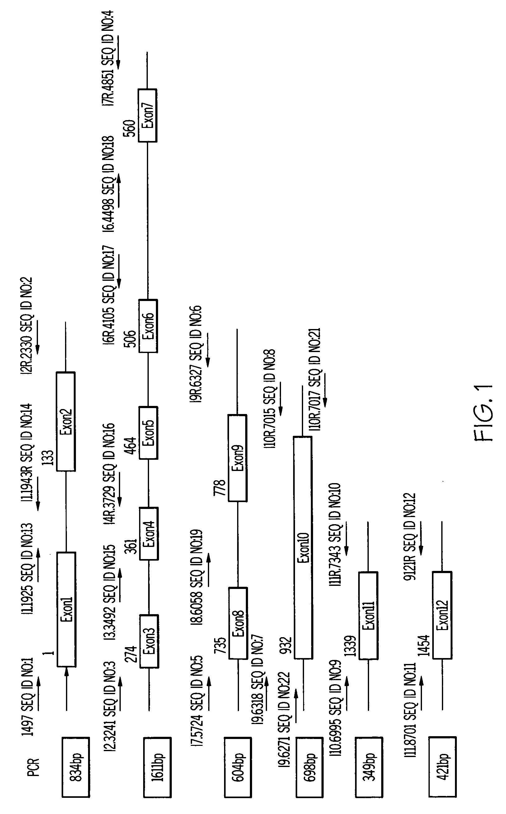 Diagnostic assay for Wiskott-Aldrich syndrome and genetically related disorders