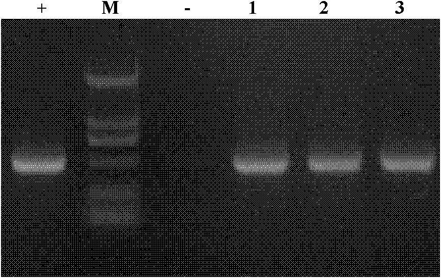 C-type agglutinin gene of procambarus clarkia as well as preparation method and applications thereof