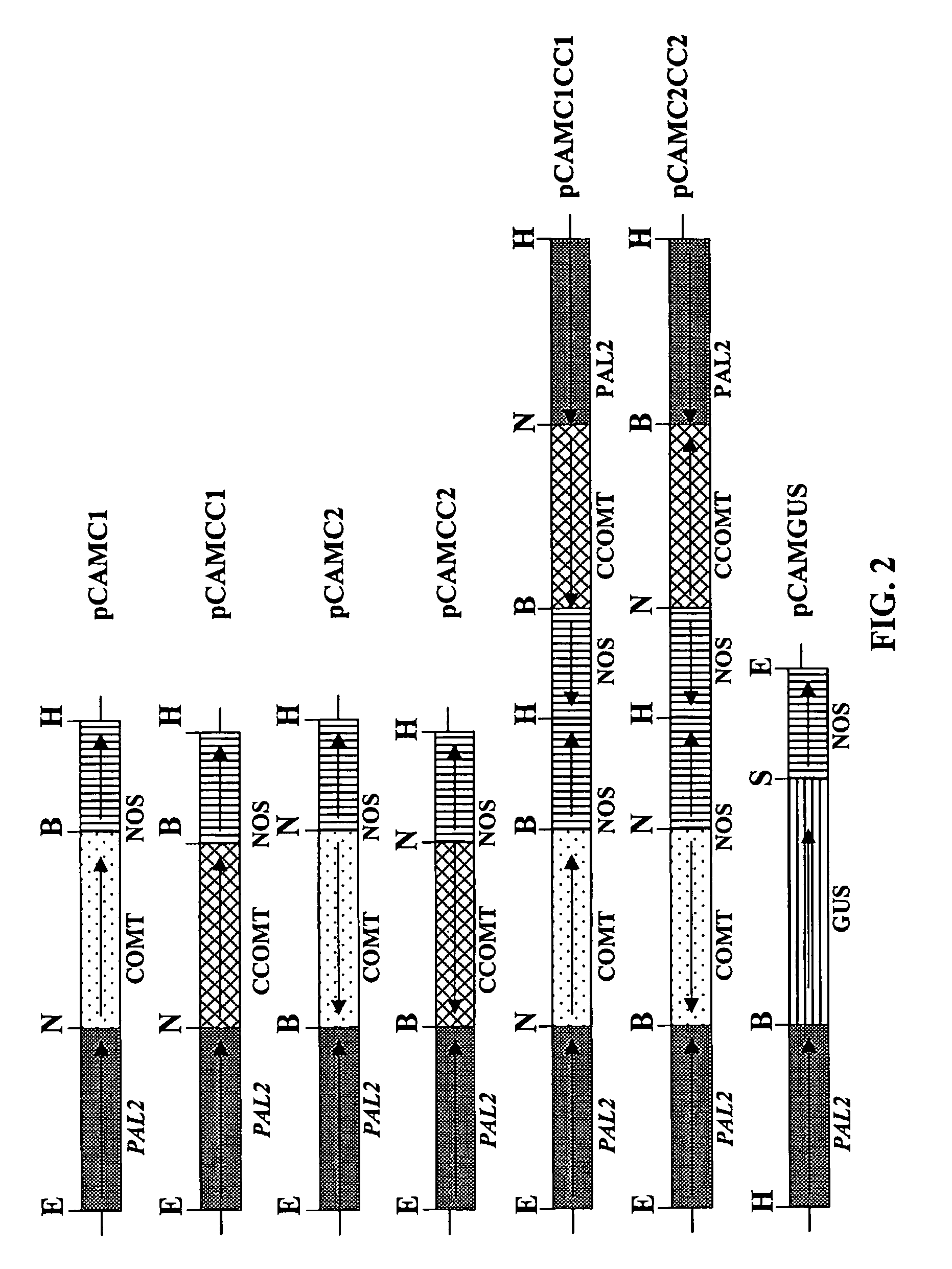 Method for modifying lignin composition and increasing in vivo digestibility of forages