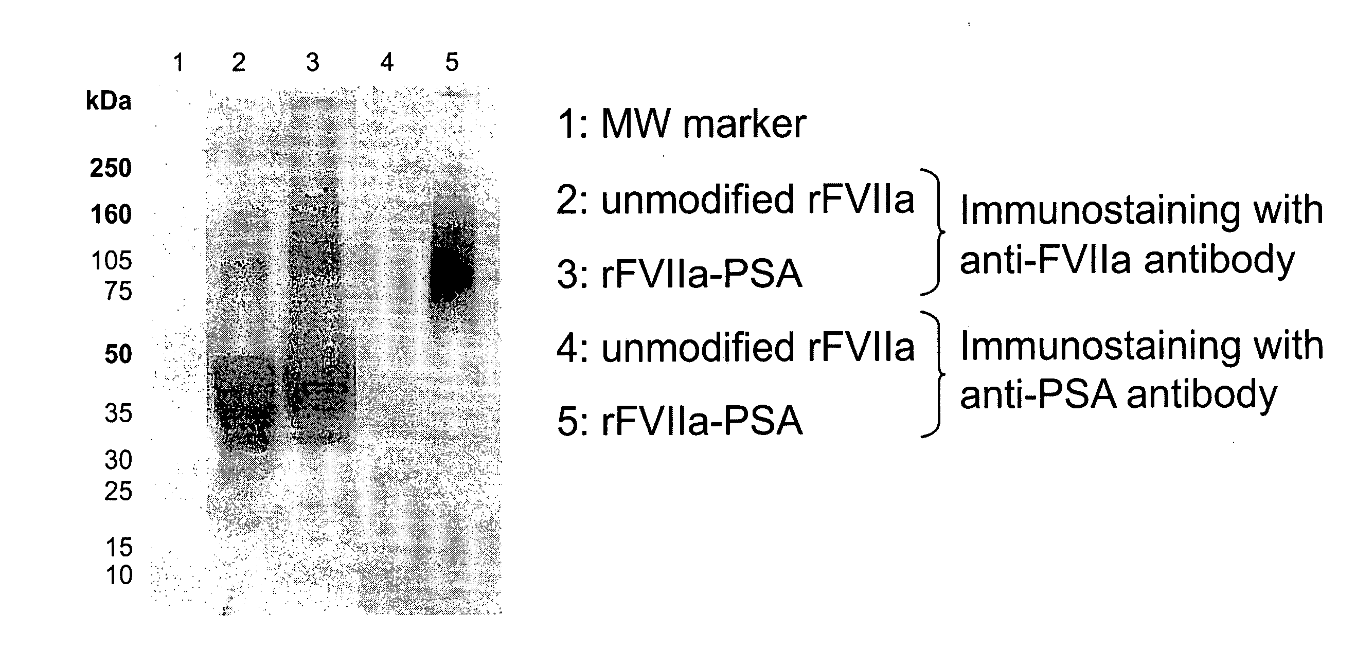 Factor VIIa-Polysialic Acid Conjugate Having Prolonged In Vivo Half-Life