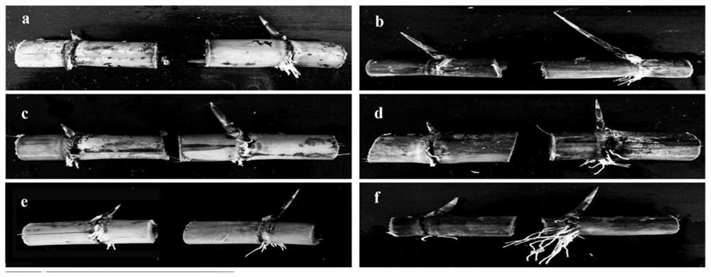 Bacillus subtilis capable of efficiently solubilizing phosphate and accelerating sprouting of Saccharum officinarum, and application of bacillus subtilis